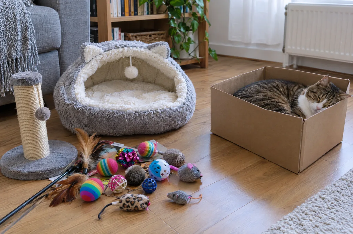 Giochini e cuccia nuovi ignorati, il gatto dorme in una scatola di cartone
